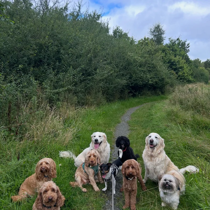 Paws Walks project 1