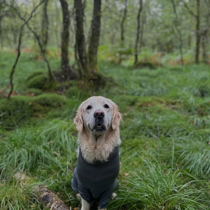 Paws Walks project 11