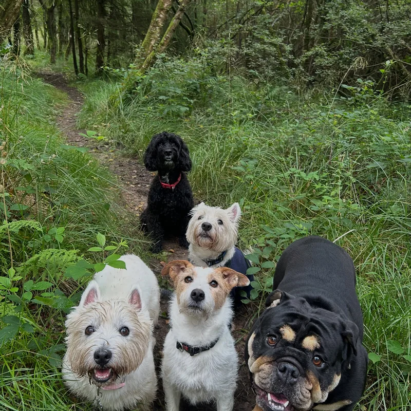 Paws Walks project 2