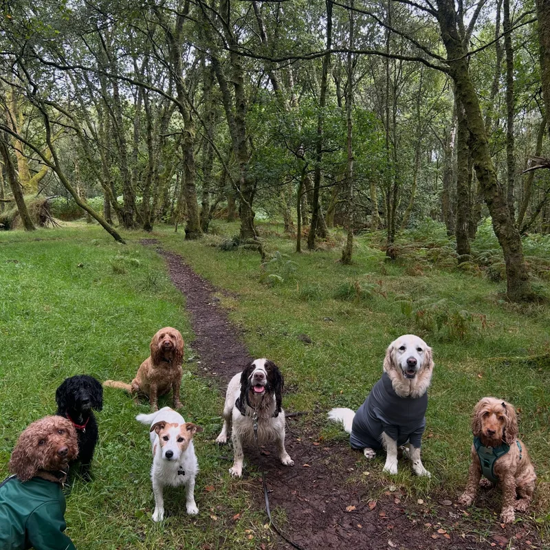Paws Walks project 4