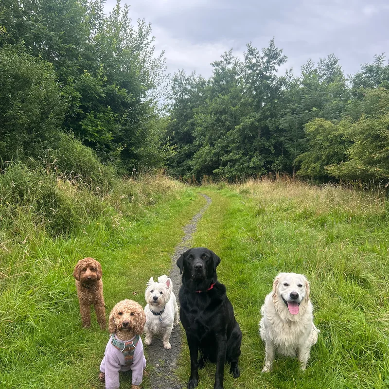 Paws Walks project 6