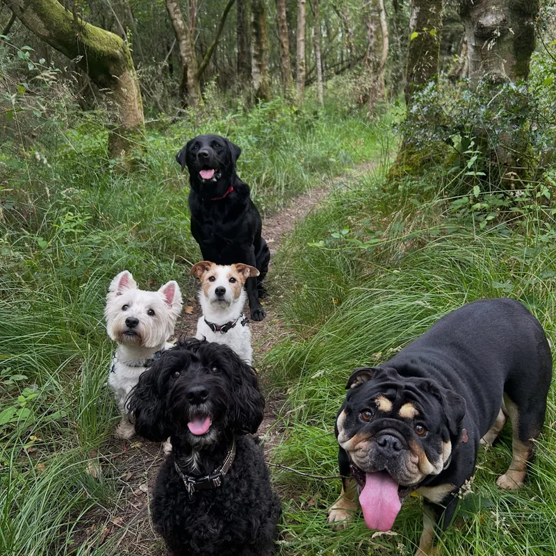 Paws Walks project 7