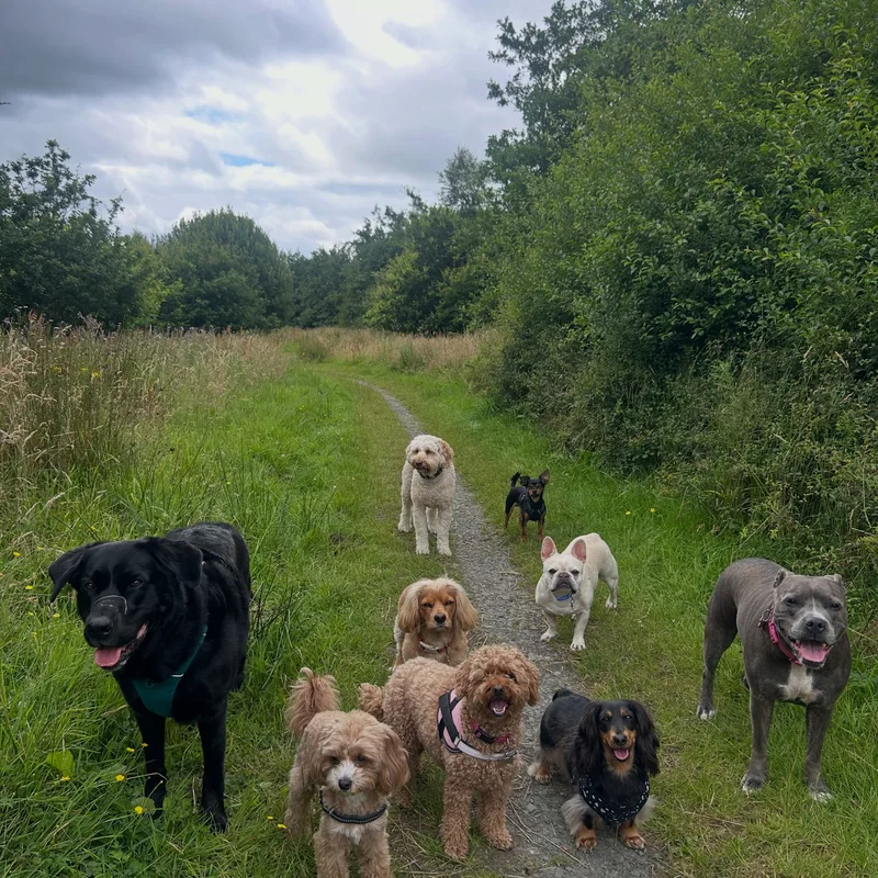 Paws Walks project 8