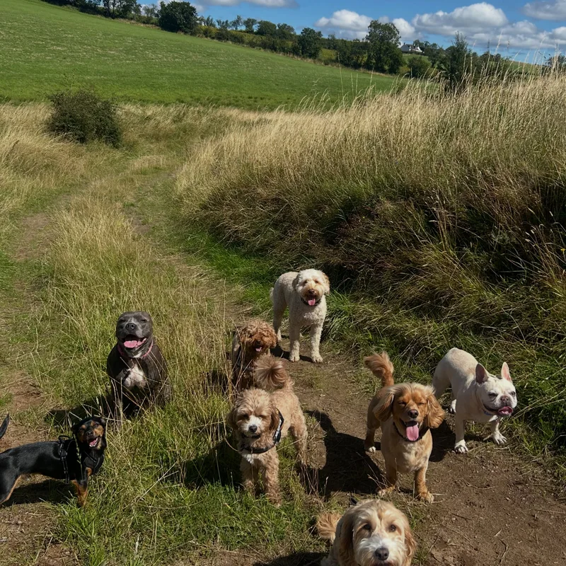 Paws Walks project 9