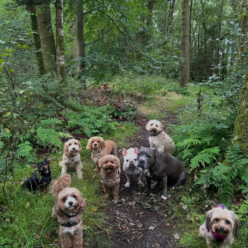 Paws Walks at work