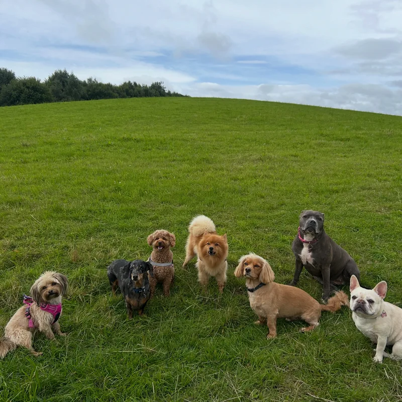 Paws Walks at work
